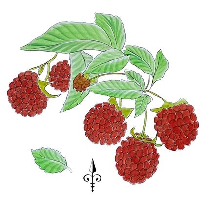 Erste Worte - Himbeeren
